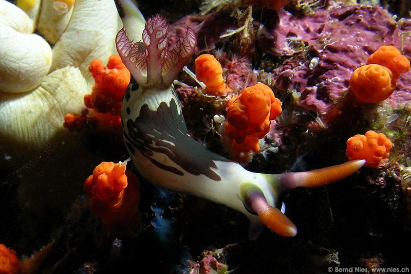 Neon nudibranch