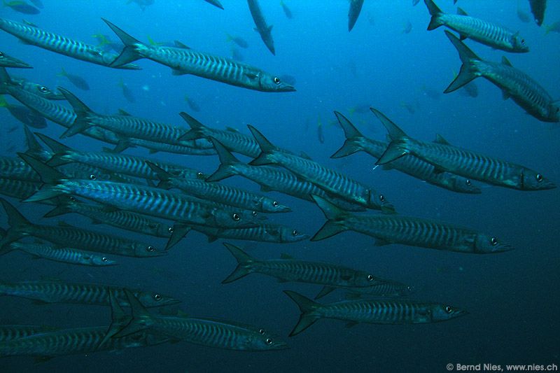 Barracudas