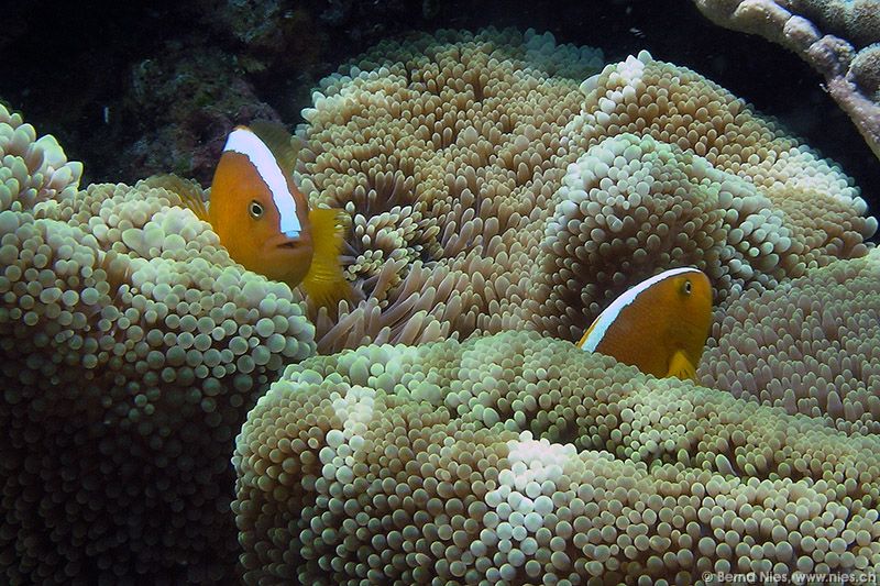 Skunk anemone fish