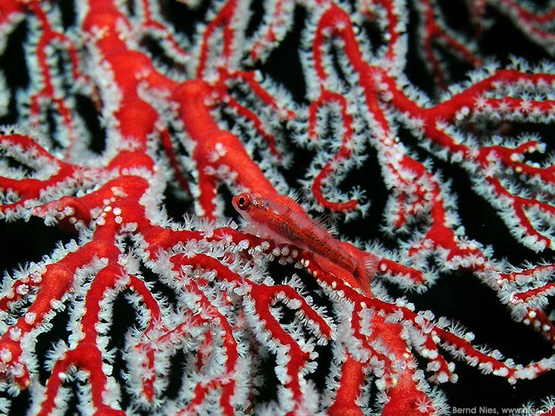 Coral Goby © Bernd Nies