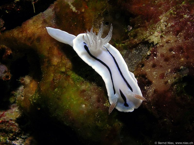 Willan's Sea Slug © Bernd Nies