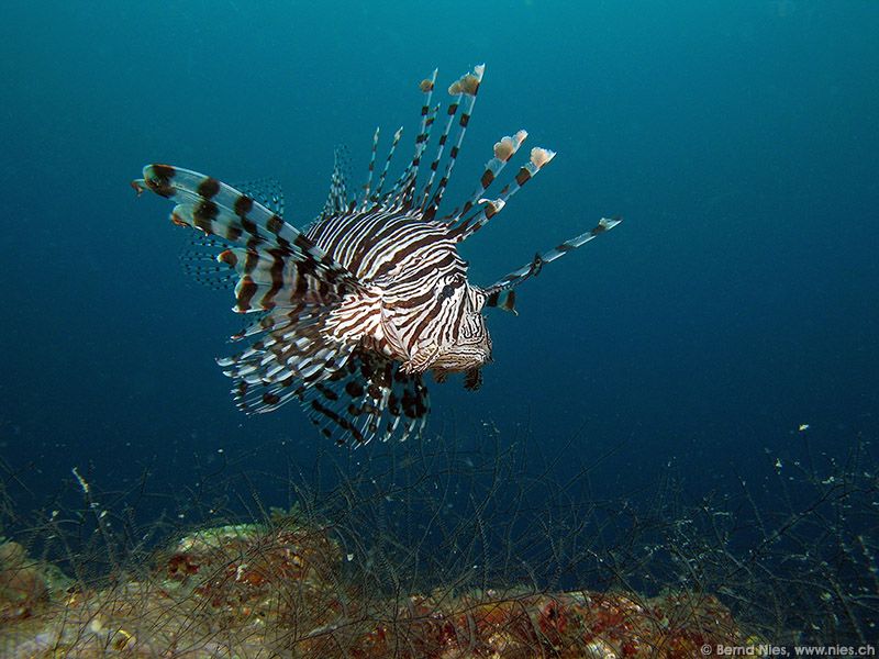 Lionfish 1 © Bernd Nies