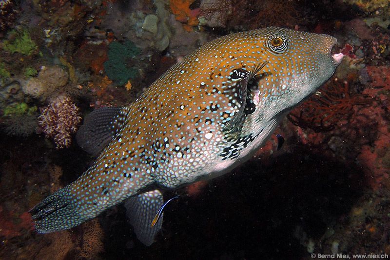 Pufferfish © Bernd Nies