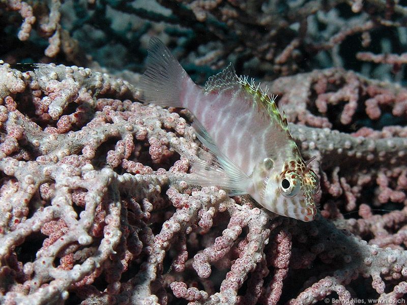 Spotted Hawkfish