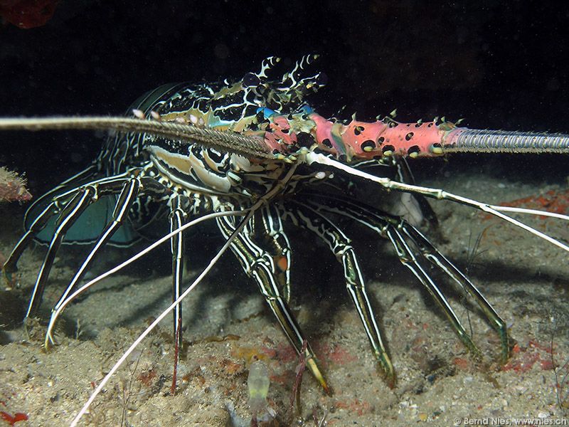 Lobster © Bernd Nies