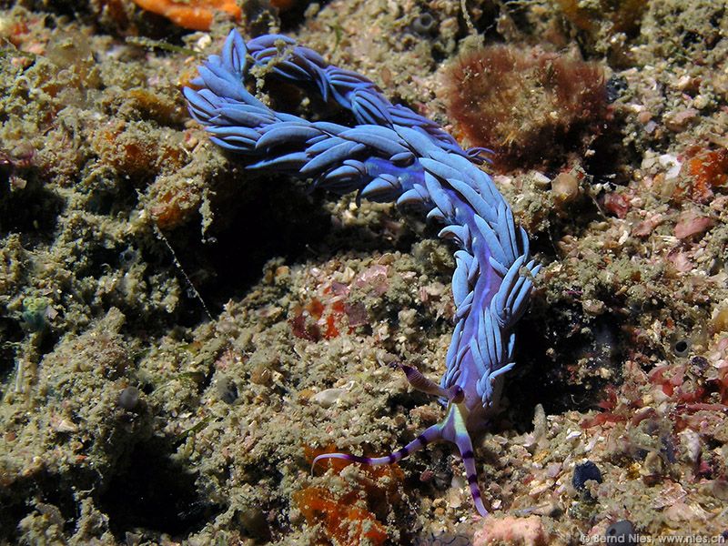 Sea Slug