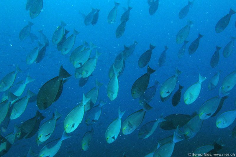 Elongate surgeonfishes