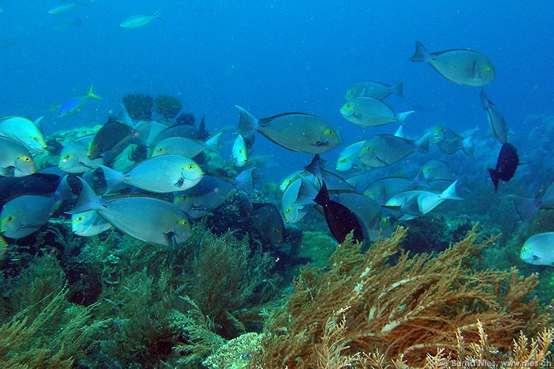 Elongate surgeonfishes