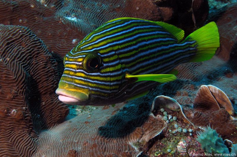 Gelbband-Süsslippfisch