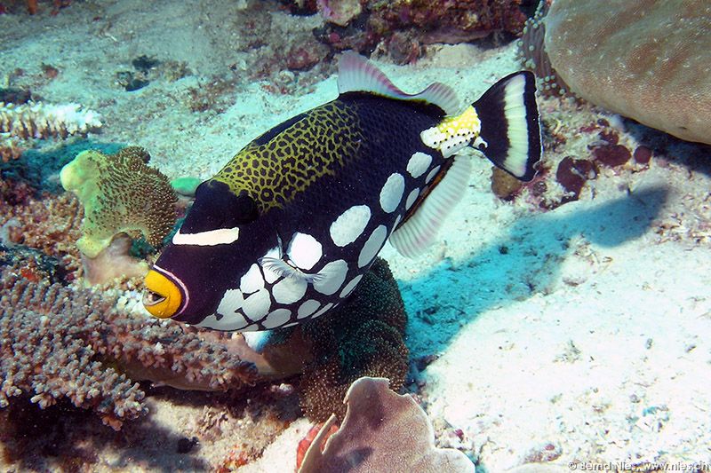 Clown triggerfish