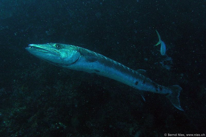Barracuda © Bernd Nies