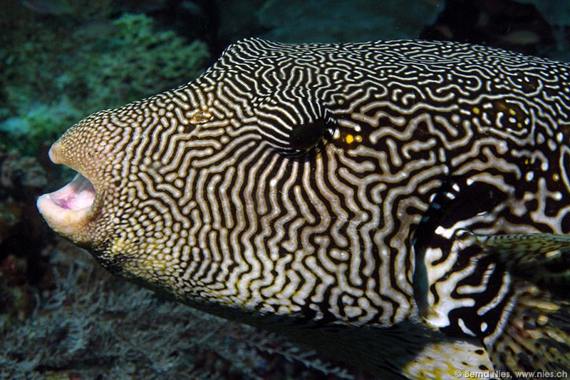 Mappa Pufferfish