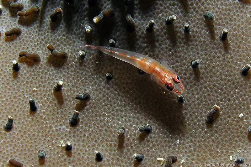 Coral Goby