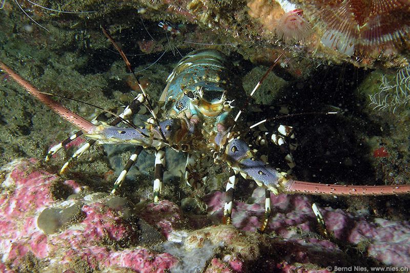 Lobster © Bernd Nies