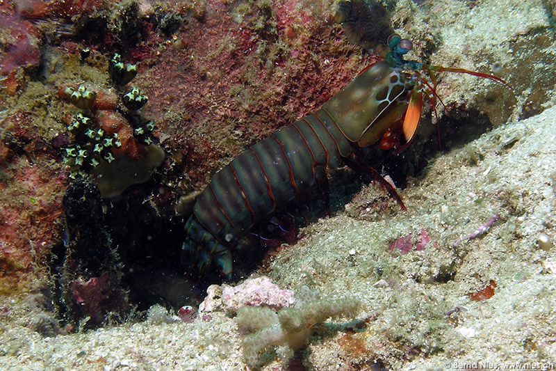 Mantis Shrimp © Bernd Nies
