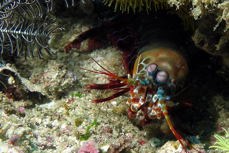 Mantis Shrimp © Bernd Nies