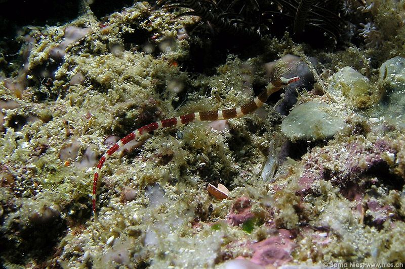 Pipefish