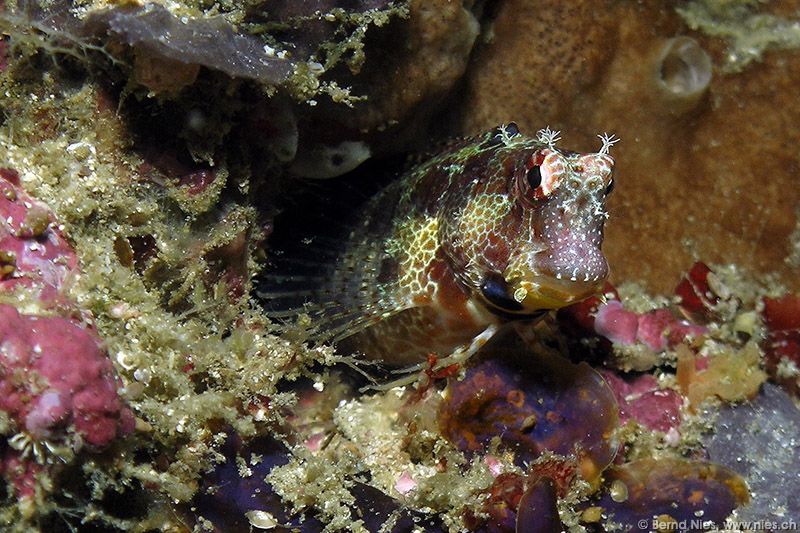 Triplespot blenny