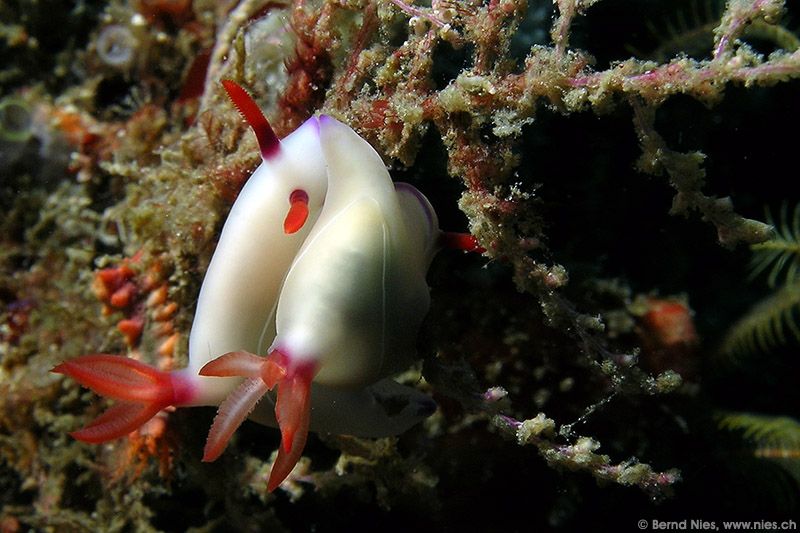 Nudibranch