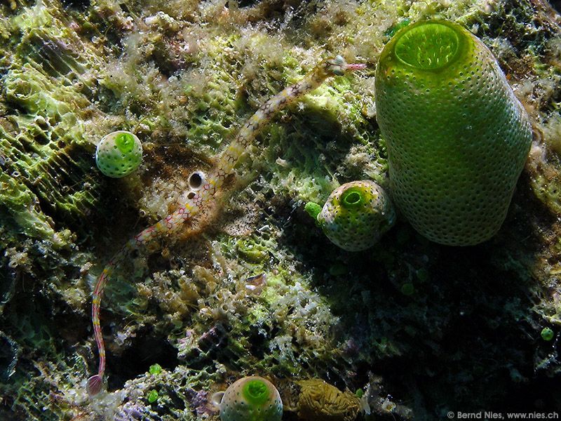 Pipefish