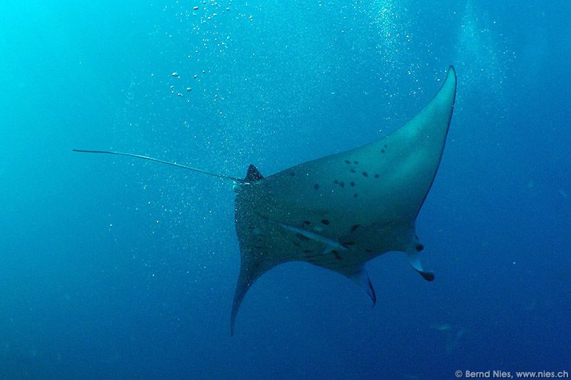 Manta with Remora