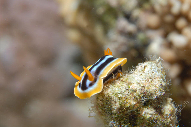 Pyjama Nudibranch