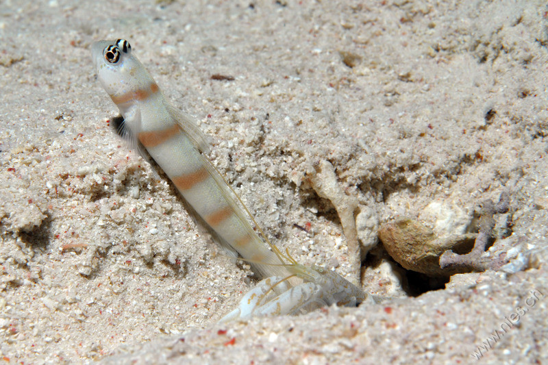 Gorgeous Dart Fish