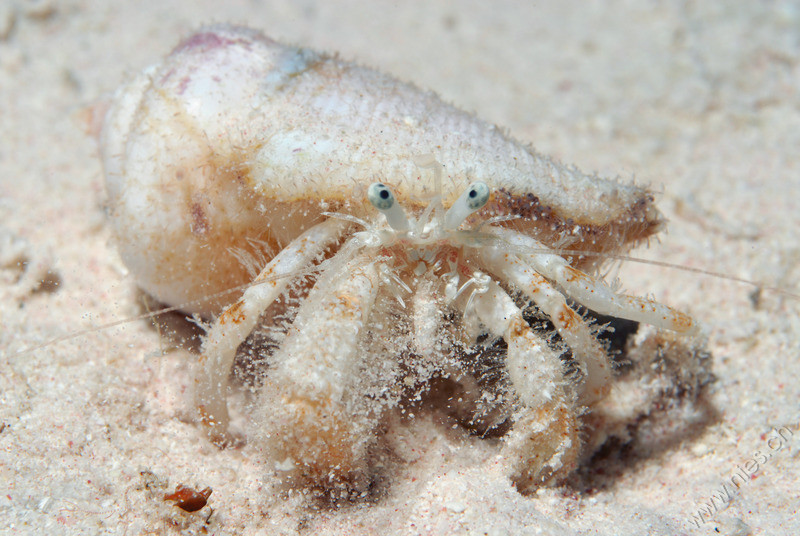 Hermit Crab