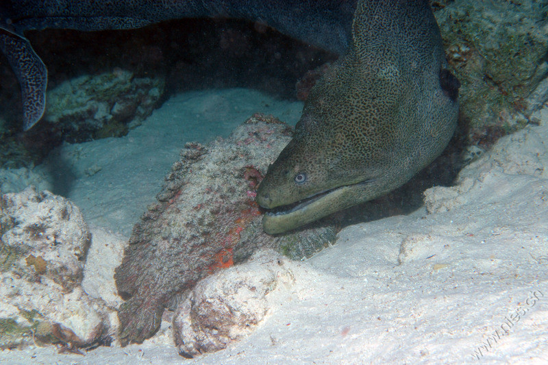 Moray eel and stone fish