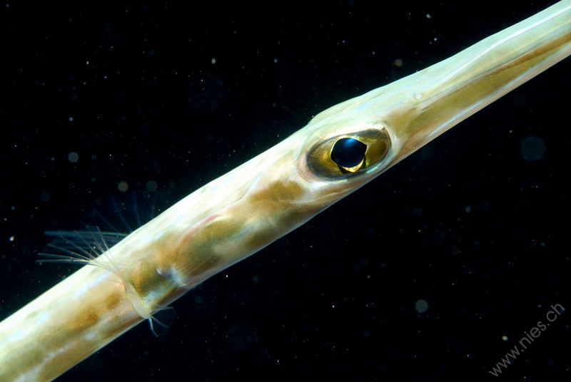 Pipe fish