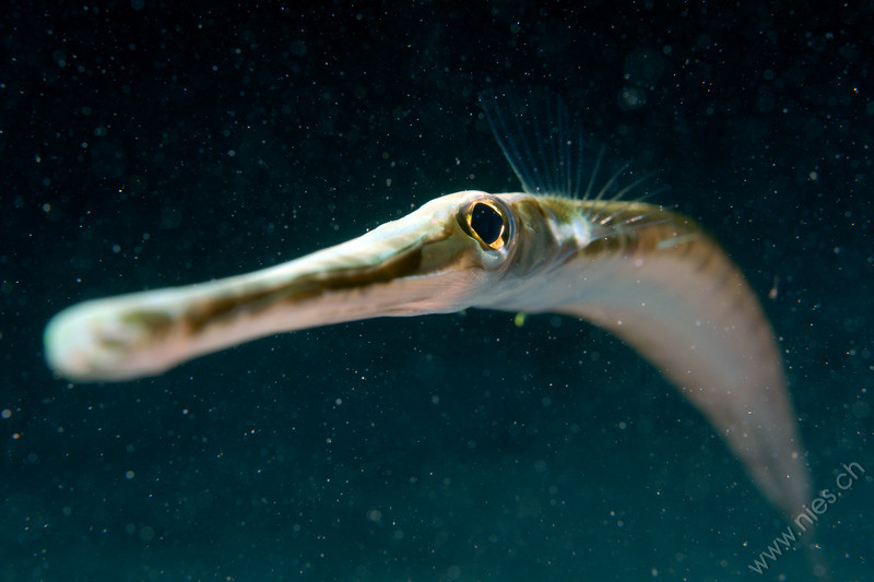 Pipe fish