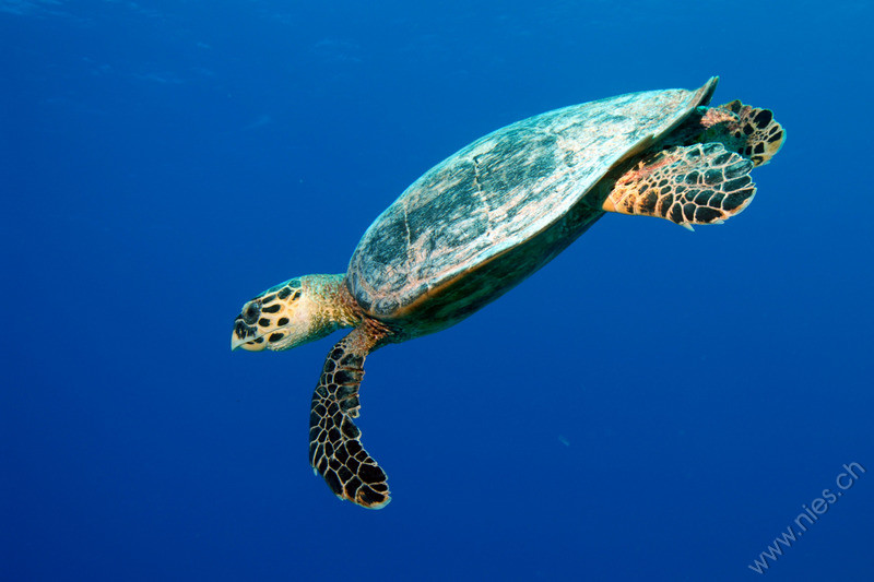 Green Sea Turtle