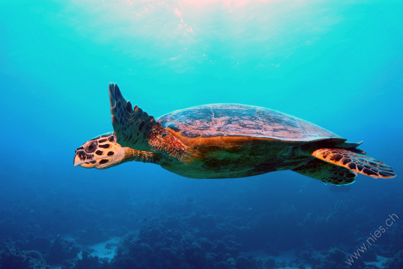 Green Sea Turtle