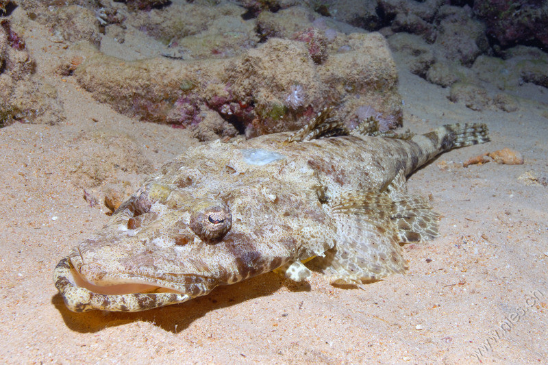 Crocodile fish