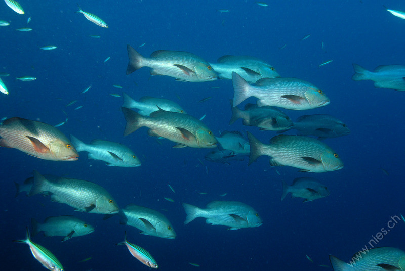 Fish swarm