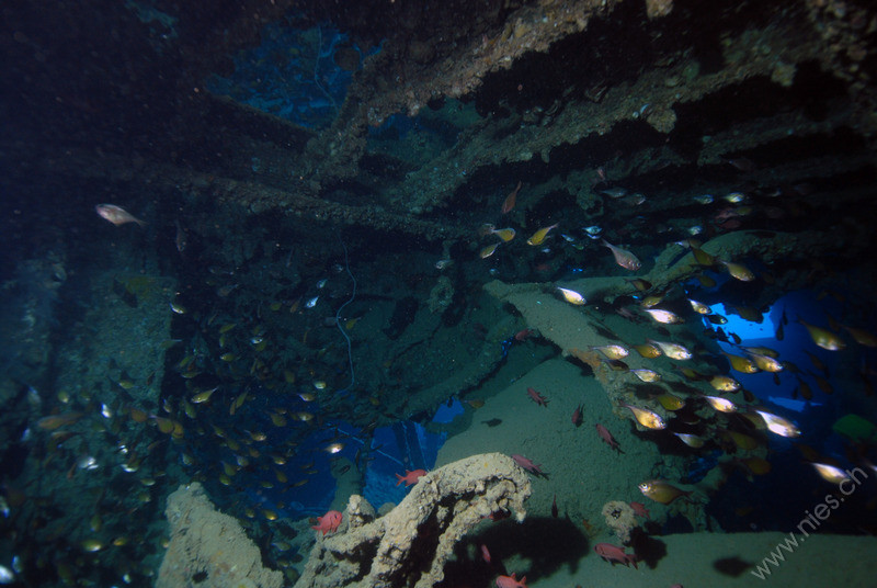 Fishes in Wreck