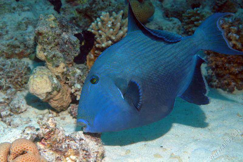 Trigger fish