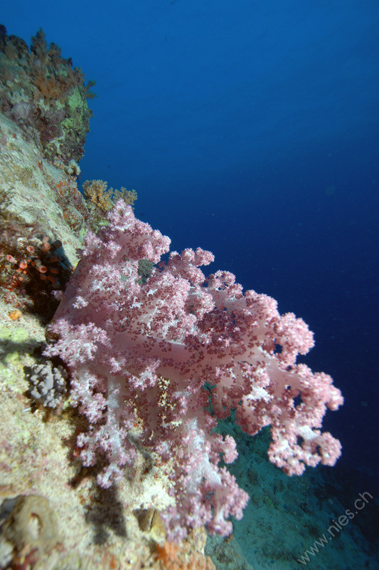 Soft Coral