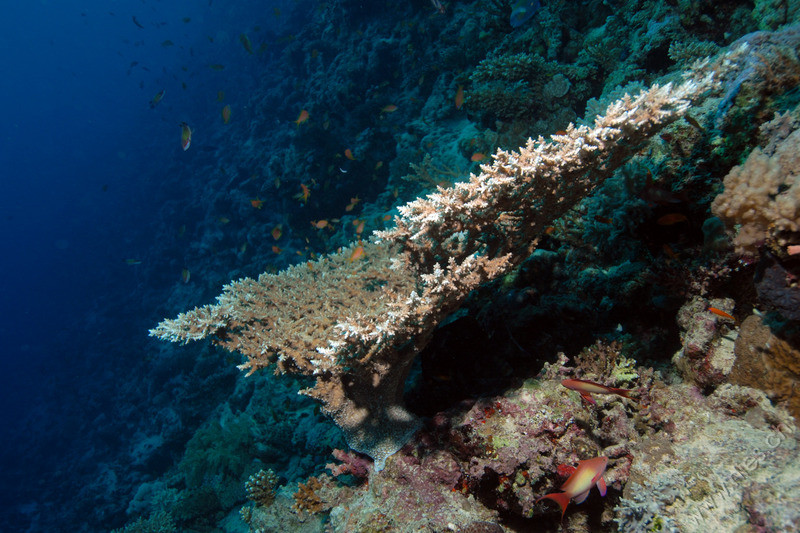 Table coral