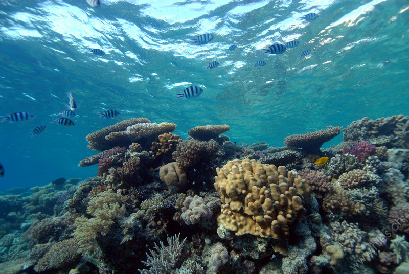 Reef top with zebra perch