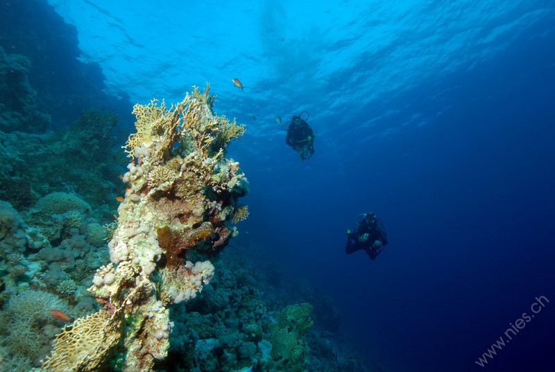 Coral with Pascal and Michi