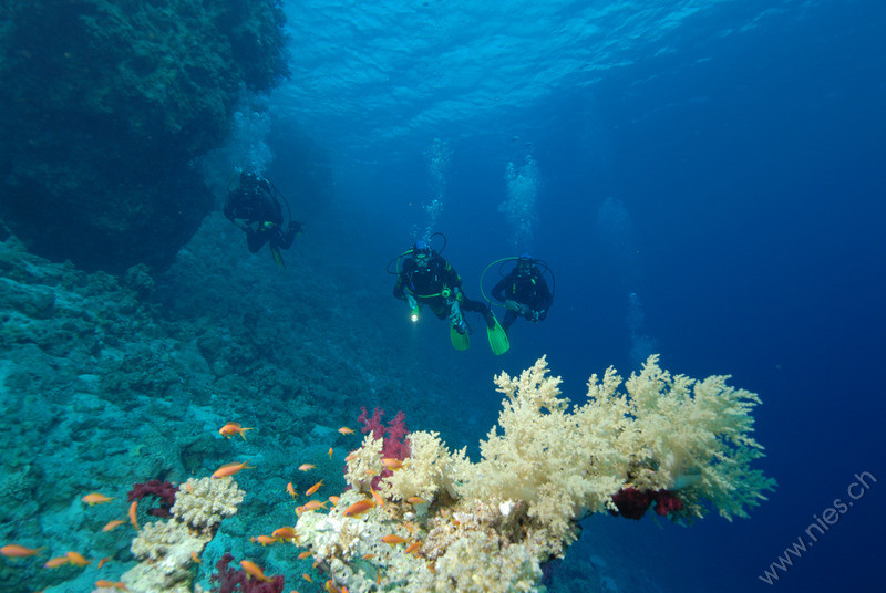 Divers and soft coral