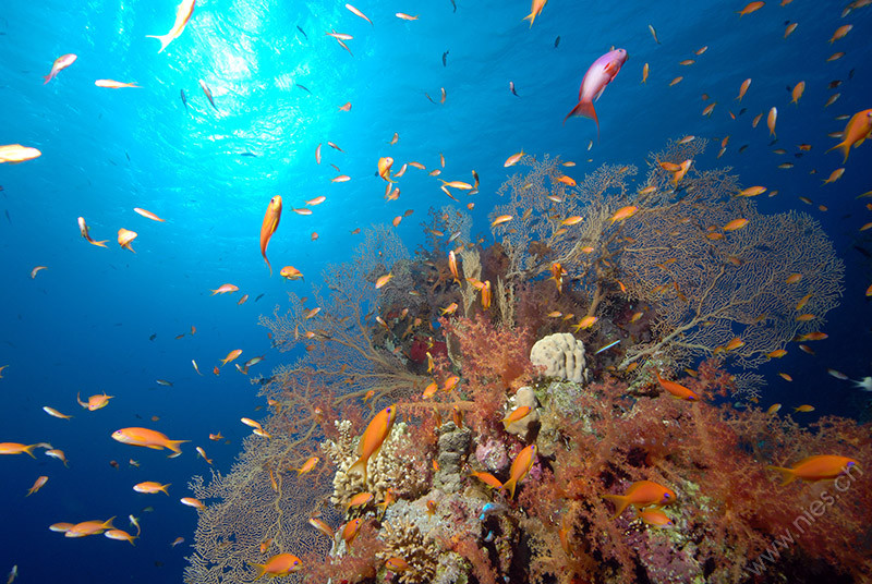Korallenblock mit Gorgonie