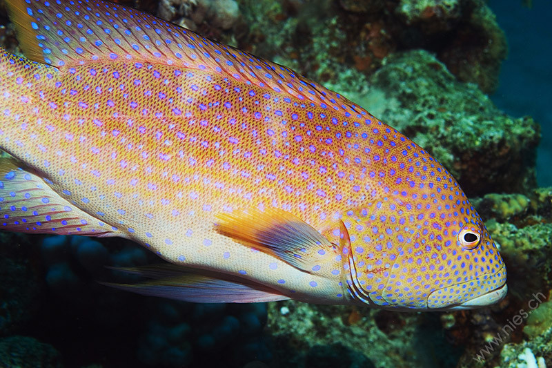 Coral hind