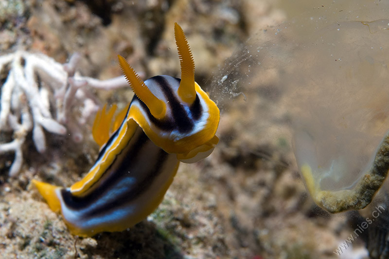 Chromodoris quadricolor