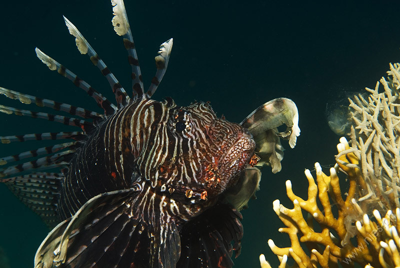 Lionfish