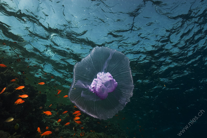 Jellyfish