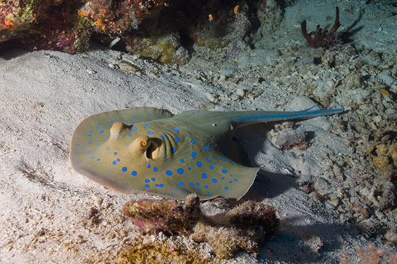 Bluespotted Stingray