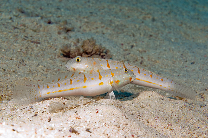 Gobies