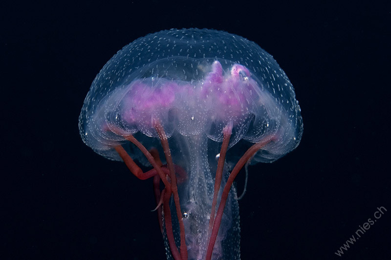 Jellyfish